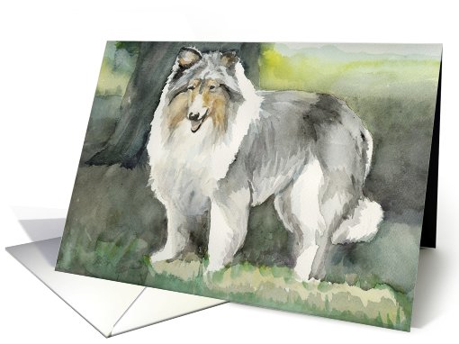 Birthday Collie card (523734)