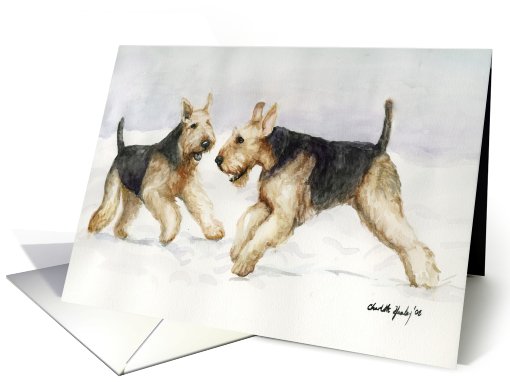 Airedales Playing in Snow card (553004)