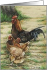 Rooster & Hens Birthday card