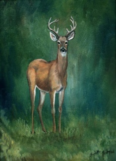 Whitetail Deer...