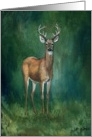 Whitetail Deer Birthday card