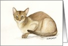 Abyssinian Cat Birthday card