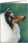 Collie Profile Birthday card