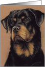 rottweiler Birthday card