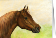 Bay Horse Birthday card