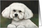 Birthday Bichon Frise card