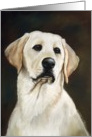 Labrador Retriever Birthday card