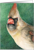 Female Cardinal Christmas Card
