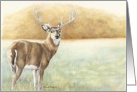 whitetail Deer Card