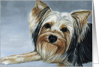 Yorkshire Terrier...