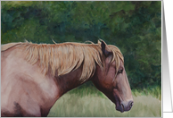 Assateague Island Pony card