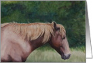 Assateague Island Pony card