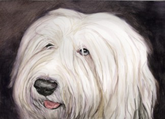 Old English Sheepdog...