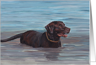 Chocolate Labrador Retriever Birthday Card