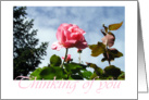 Thinking of You Rose - photography card