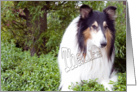 Thanks for walking my dog, collie dog photography card