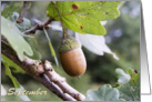 Happy September Birthday, acorn on tree nature photography card