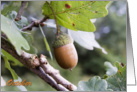 Happy October Birthday, acorn on tree nature photography card