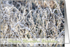 Happy November Birthday, winter landscape frost on plants, photography card