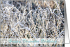 Happy December Birthday, winter landscape frost on plants, photography card