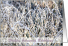 Happy January Birthday, winter landscape frost on plants, photography card