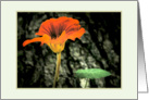 Sympathy Orange Nasturtium flower, photography card
