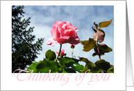 Thinking of You Rose - photography card