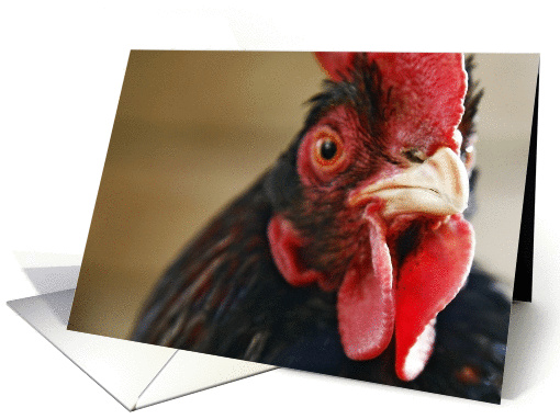 Rooster - animal portrait card (365474)