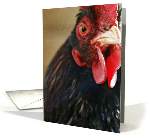 Rooster - animal portrait card (365480)