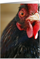 Rooster - animal portrait card