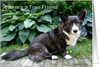Thank you, you are a true friend - corgi dog in garden photography card
