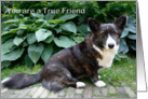 Thank you, you are a true friend - corgi dog in garden photography card