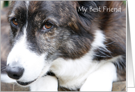Friendship - corgi Dog Portrait photography card