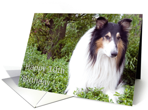 Happy 10th Birthday - Collie Dog card (839586)