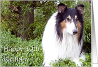 Happy 10th Birthday - Collie Dog card