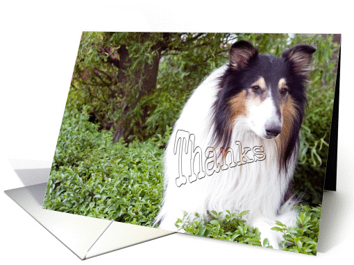 Thanks for walking my dog, collie dog photography card (846554)