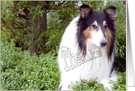 Thanks for walking my dog, collie dog photography card