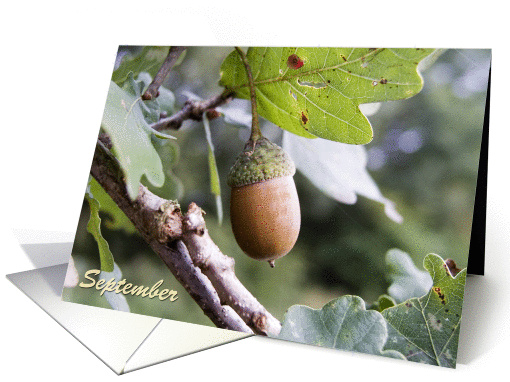 Happy September Birthday, acorn on tree nature photography card