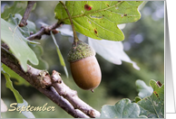 Happy September Birthday, acorn on tree nature photography card