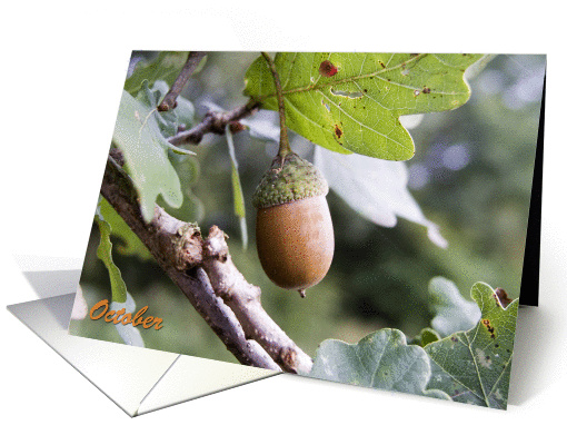 Happy October Birthday, acorn on tree nature photography card (847759)