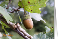 Happy October Birthday, acorn on tree nature photography card