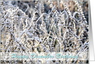 Happy December Birthday, winter landscape frost on plants, photography card