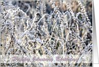 Happy January Birthday, winter landscape frost on plants, photography card