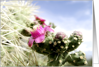 Happy Birthday, Pink Cactus Flower and needles photography card