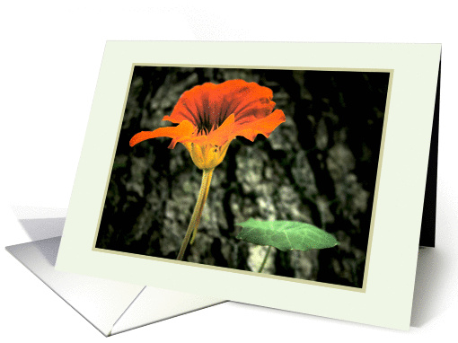 Sympathy Orange Nasturtium flower, photography card (852809)