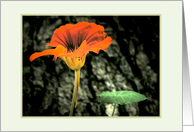 Sympathy Orange Nasturtium flower, photography card