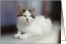 Turkish Van Cat on Window Sill card