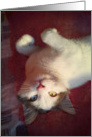 Turkish Van Cat Upside Down on Blanket card