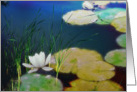 Digital abstract waterlily scene card