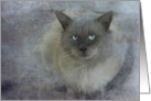 Soft Blue-Eyed Cat card